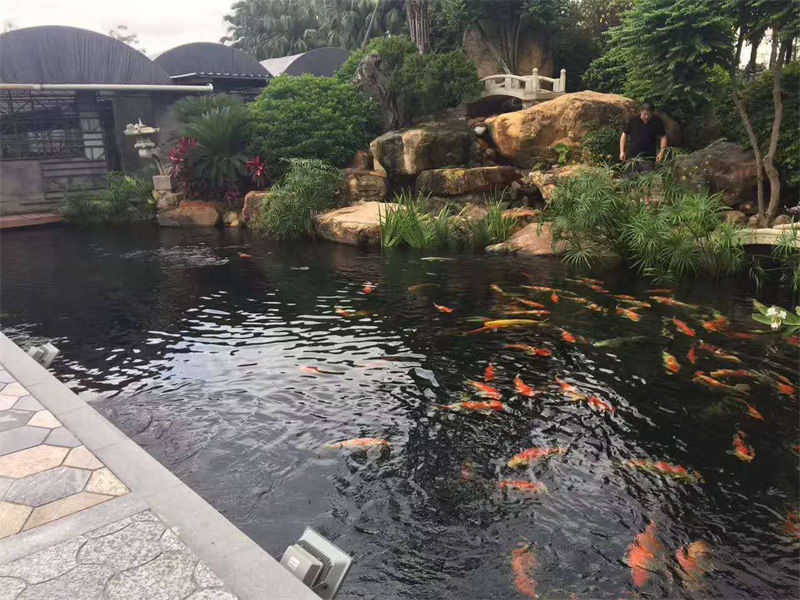 嘉兴锦鲤鱼池