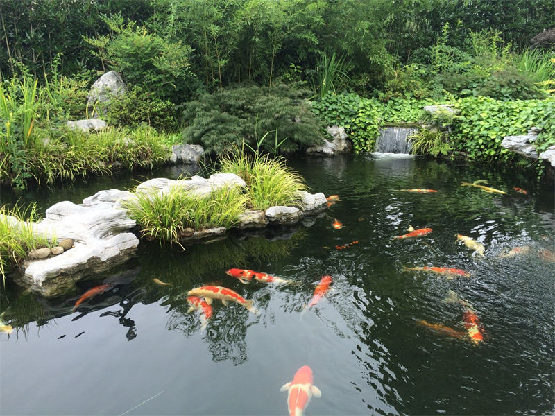 嘉兴锦鲤鱼池