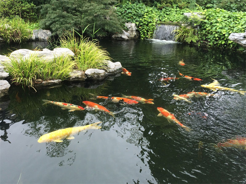 嘉兴锦鲤鱼池